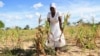 A villager shows maize crops wilting in a field, in Mumijo, Buhera district, east of the capital Harare, Zimbabwe, March 16, 2024. 