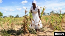 A villager shows maize crops wilting in a field, in Mumijo, Buhera district, east of the capital Harare, Zimbabwe, March 16, 2024. 