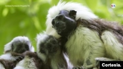 En Colombia un proyecto de conservación trabaja de forma incansable para que el mono Titií cabeciblanco no se extinga. [Sergio Leon/Pixammo]