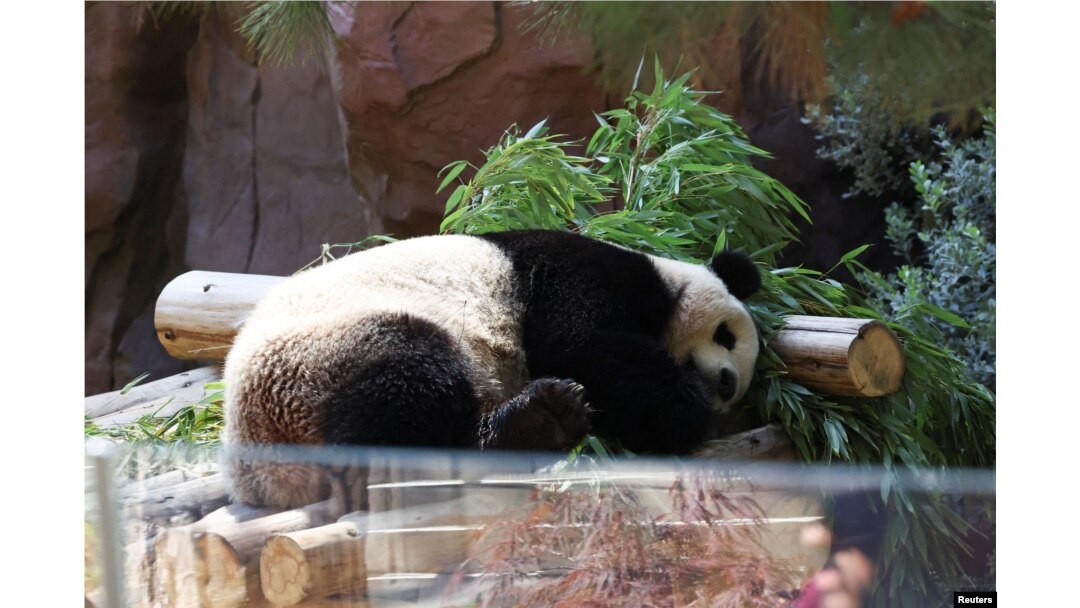 Beruang panda Yun Chuan beristirahat di kandang Panda Ridge, Kebun Binatang San Diego di San Diego, California, Amerika Serikat, 7 Agustus 2024. (Mario Anzuoni/REUTERS)