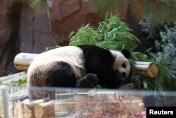 Beruang panda Yun Chuan beristirahat di kandang Panda Ridge, Kebun Binatang San Diego di San Diego, California, Amerika Serikat, 7 Agustus 2024. (Mario Anzuoni/REUTERS)