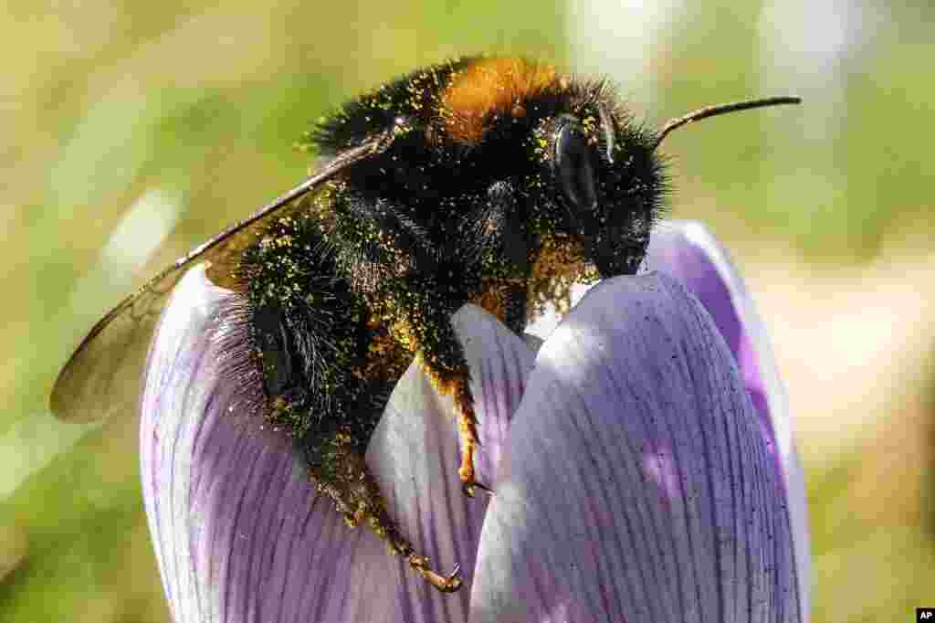 A bumblebee is covered in pollen on a crocus in the cold sun on the meteorological first day of spring in Gelsenkirchen, Germany.