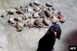 Tikus yang ditangkap oleh sekelompok pemburu tikus di kawasan Adams Morgan, Washington, DC, pada tanggal 3 Juni 2023. (Stefani Reynolds/AFP)