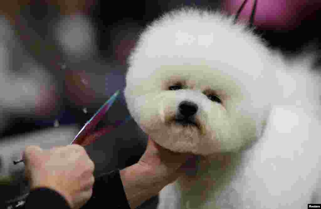 An owner grooms her Bichon Frise ahead of judging on the first day of the Crufts dog show in Birmingham, Britain.