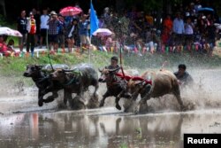 Festival balap kerbau tahunan Chonburi, provinsi Chonburi, Thailand, 6 Agustus 2023. (REUTERS/Athit Perawongmetha).