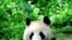 美中延續熊貓保育合作 一對大熊貓即將抵達美國聖地亞哥