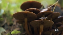 LogOn: Mushroom Fungi Can Cut Wildfire Risks