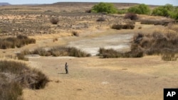 FILE - In this Sept. 24, 2021 file photo, a shepherd stands in the dry riverbed at Colesberg, Northern Cape, South Africa.