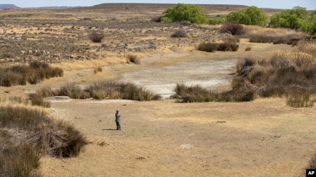 FILE - In this Sept. 24, 2021 file photo, a shepherd stands in the dry riverbed at Colesberg, Northern Cape, South Africa.