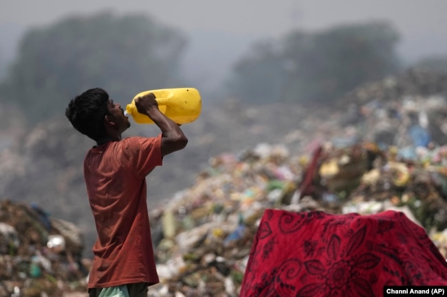 A waste picker drinks water while working during a heat wave at a garbage dump on the outskirts of Jammu, India, Wednesday, June 19, 2024. (AP Photo/Channi Anand)