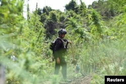 Polisi anti huru hara berdiri di ladang ganja ilegal di Seulimeum, Provinsi Aceh, 8 Maret 2023. (REUTERS/Riska Munawarah)