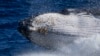 Seekor paus bungkuk muncul di lepas pantai Port Stephens, Australia, pada 14 Juni 2021. (Foto: AP)