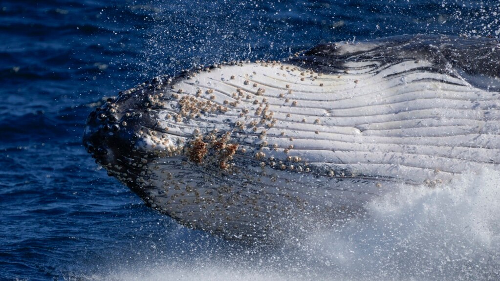 Study: Humpback Whale Singing Linked to Loneliness