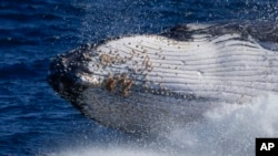 A humpback whale breaches off the coast of Port Stephens, Australia, on June 14, 2021. (AP Photo/Mark Baker, File)