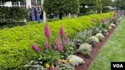 The Jacqueline Kennedy Garden at the White House in Washington, May 10, 2024.