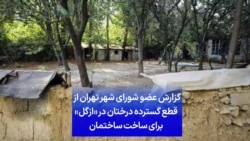 گزارش عضو شورای شهر تهران از قطع گسترده درختان در «ازگل» برای ساخت ساختمان