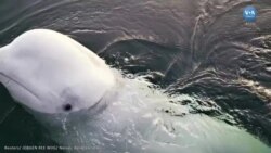 Rus casusu olabileceği düşünülen beluga balinası Norveç’ten sonra İsveç’te ortaya çıktı 