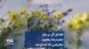 اهدای گل بر مزار مجیدرضا رهنورد معترضی که اعدام شد