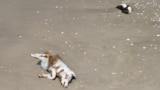 FILE - A dead pig and a dead penguin lie on the Atlantic Ocean's coast, during a Bird Flu outbreak, in Sao Jose do Norte, in the State of Rio Grande do Sul, Brazil, November 21, 2023. (REUTERS/Diego Vara/File Photo)