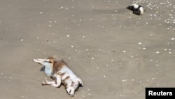 FILE - A dead pig and a dead penguin lie on the Atlantic Ocean's coast, during a Bird Flu outbreak, in Sao Jose do Norte, in the State of Rio Grande do Sul, Brazil, November 21, 2023. (REUTERS/Diego Vara/File Photo)