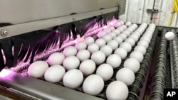 FILE - Eggs are cleaned and disinfected at the Sunrise Farms processing plant in Petaluma, Calif., on Jan. 11, 2024. 
