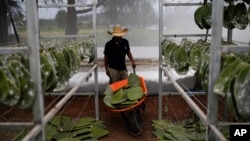 FILE -- Miguel Garcia pushes a wheelbarrow filled with nopales or prickly pear cacti pads, into his family’s greenhouse, in San Francisco Tepeyacac, east of Mexico City, Aug. 24, 2023.