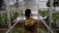 FILE -- Miguel Garcia pushes a wheelbarrow filled with nopales or prickly pear cacti pads, into his family’s greenhouse, in San Francisco Tepeyacac, east of Mexico City, Aug. 24, 2023.