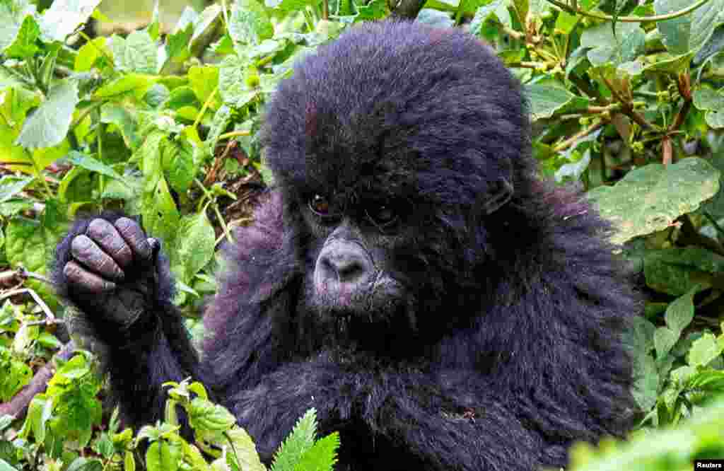 An endangered high mountain baby gorilla is seen in the forest of the Volcanoes National Park near Kinigi, Musanze District, Rwanda.