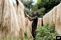 Karyawan Anathole Kisakye mengeringkan benang serat pisang di bengkel Tupande Holdings Ltd, di Desa Kiwenda, Busukuma, Kecamatan Wakiso. Uganda, Rabu, 20 September 2023. (AP/Hajarah Nalwadda)