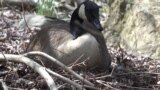 Nature | Canadian Geese