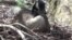 Nature | Canadian Geese
