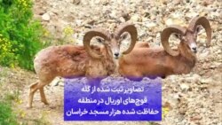 تصاویر ثبت شده از گله قوچ‌های اوریال در منطقه حفاظت شده هزار مسجد خراسان