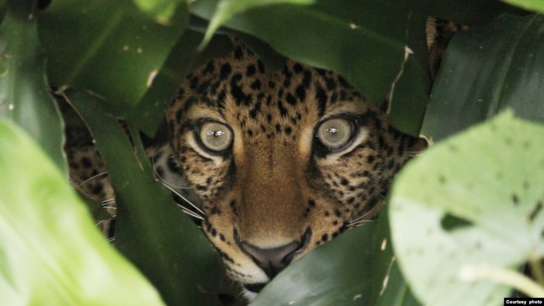 Wahyu, si macan tutul Jawa, usai dilepasliarkan di Taman Nasional Gunung Halimun Salak, Jawa Barat pada Selasa (23/5). (Courtesy: Balai Taman Nasional Gunung Halimun Salak).