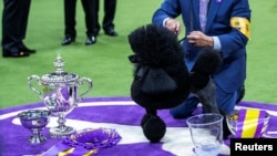 Sage, a Miniature Poodle from Houston, Texas, poses for pictures after winning the Best in Show Group during the 148th Westminster Kennel Club Dog Show at the USTA Billie Jean King National Tennis Center, in New York City, May 14, 2024. 