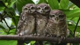 Spotted owlets perch on a tree branch in Kathmandu, Nepal, June 26, 2023.