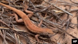 FILE - This May 1, 2015, photo shows a Dunes Sagebrush lizard in New Mexico.