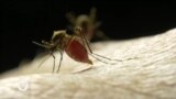Healthy Living: New Innovations and Vaccines for Malaria Treatment