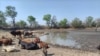 Cattle succumbing to drought in Matabeleland South