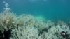 US Scientists: World on Verge of Historic Coral Bleaching