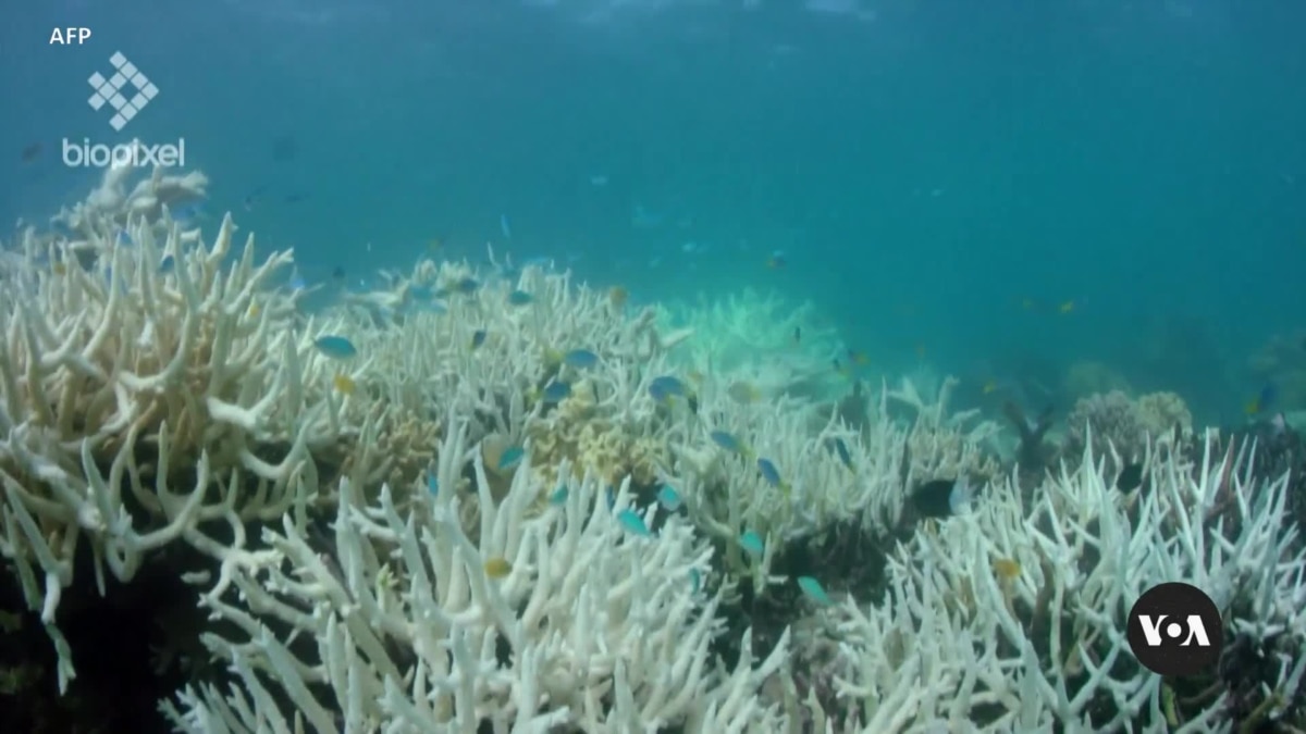 US Scientists: World on Verge of Historic Coral Bleaching