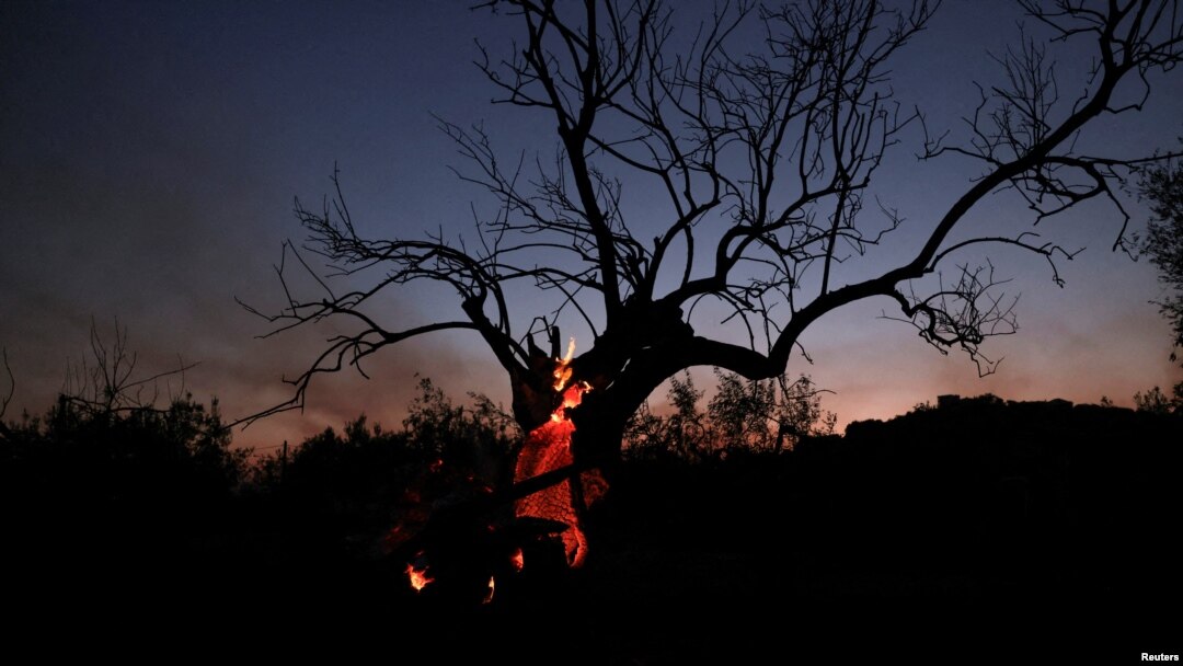 Pohon hangus terbakar di Nea Aghialos, Yunani tengah, 27 Juli 2023. (REUTERS/Alexandros Avramidis)