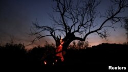 FILE — A charred tree on fire is seen at dusk as a wildfire burns in central Greece, July 27, 2023. 