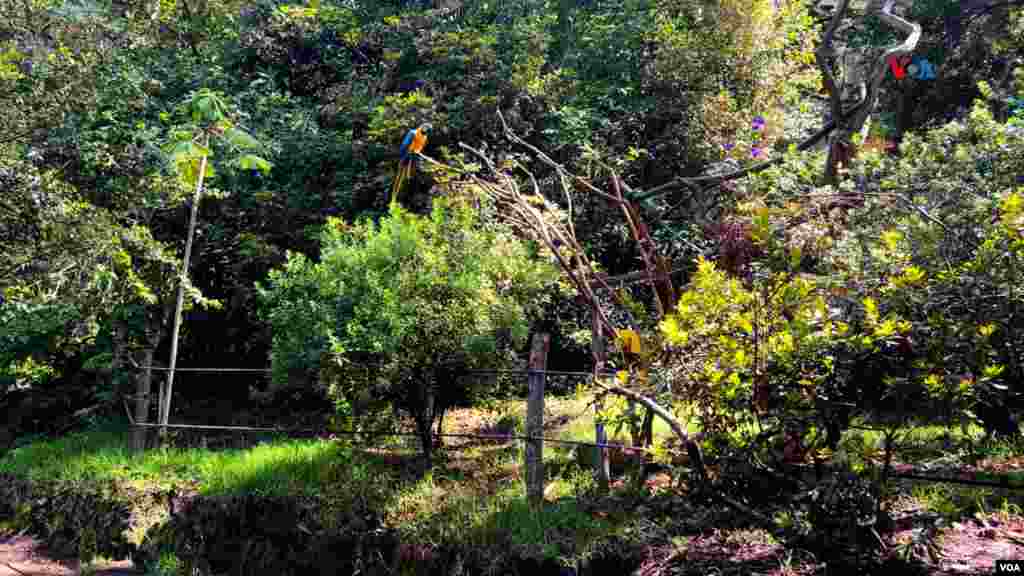 Una especie de guacamaya azul-amarilla&nbsp;(Ara ararauna). Es de las especies más traficadas por su belleza.