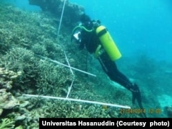 Seorang penyelam memasang modul laba-laba besi untuk memulihkan terumbu karang sebagai bagian dari penelitian Universitas Hasanuddin, Makassar, Sulawesi Selatan, 27 April 2014. (Foto: Universitas Hasanuddin)