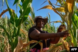 FILE—Ladias Konje, a communal farmer, walks through her wilting maize field, after a long mid season dry spell, in Kanyemba village in Rushinga, Zimbabwe on March 3, 2024.