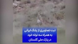 ثبت تصاویری از پلنگ ایرانی به همراه سه توله خود در پارک ملی گلستان