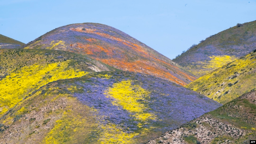 Narandžasto, žuto i ljubičasto divlje cveće na brdima oko ranča Tremblor, u blizini Santa Margarite, Kalifornija. 25. april 2023. (Foto: AFP/Robyn Beck)