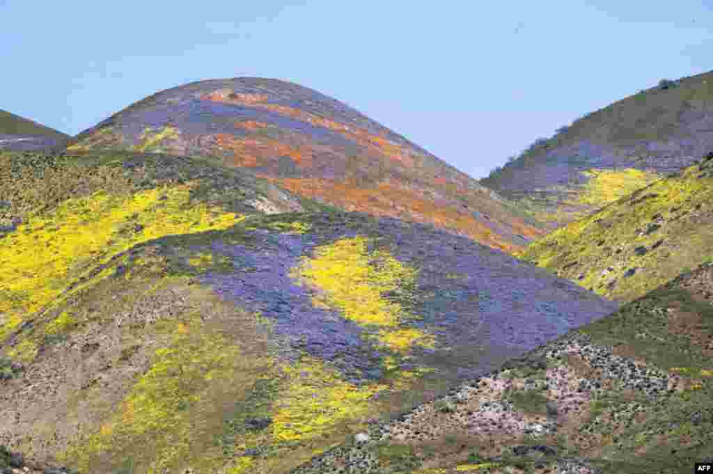 Портокалови, жолти и виолетови диви цвеќиња ги бојат ридовите на опсегот Тремблор кај националниот споменик Каризо Плајн во близина на Санта Маргарита, Калифорнија.