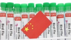 粵語新聞 晚上10-11點: 中國一名H3N8禽流感患者去世