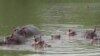 ¿Cómo es investigar sobre los hipopótamos en Colombia?